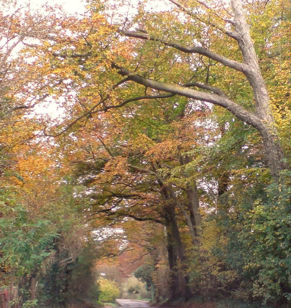Elham Valley Road in autumn, by Steve