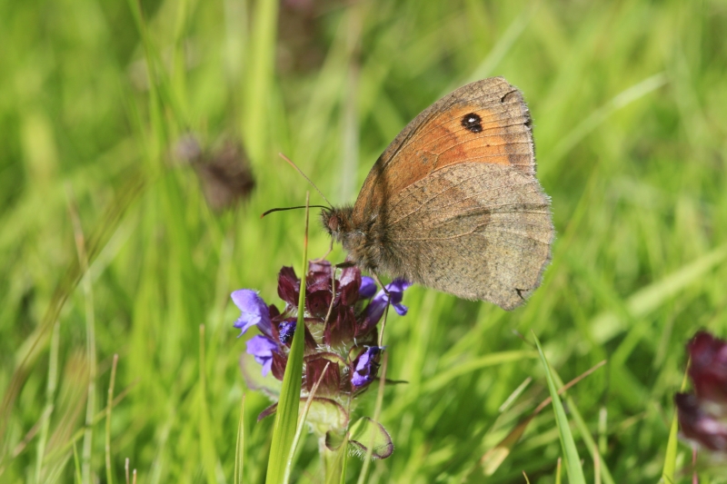  a meadow brown butterfly by Dave McCormick at ukbutterflies.co.uk