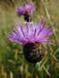 a Scottish thistle