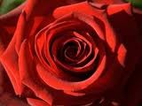 a valentine's rose